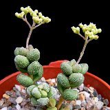 Crassula elegans P1220037.jpg
